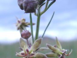 Miraglossum pulchellum flowers and buds